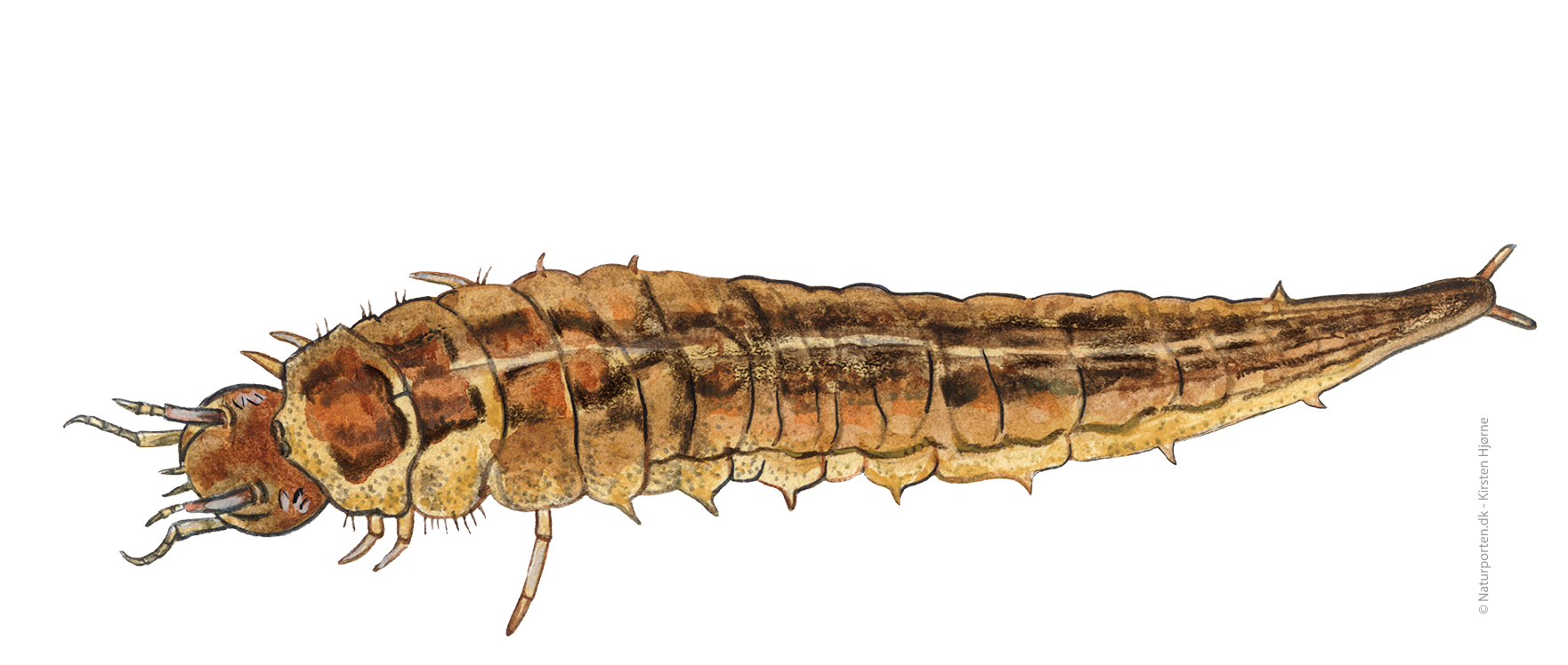 Vandkær larve © Naturporten - Kirsten Hjørne