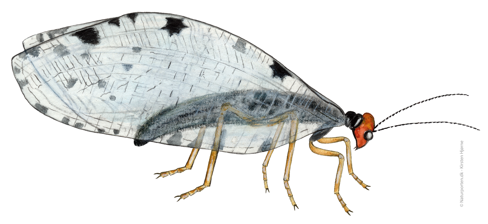 Vandmyreløve © Naturporten - Kirsten Hjørne