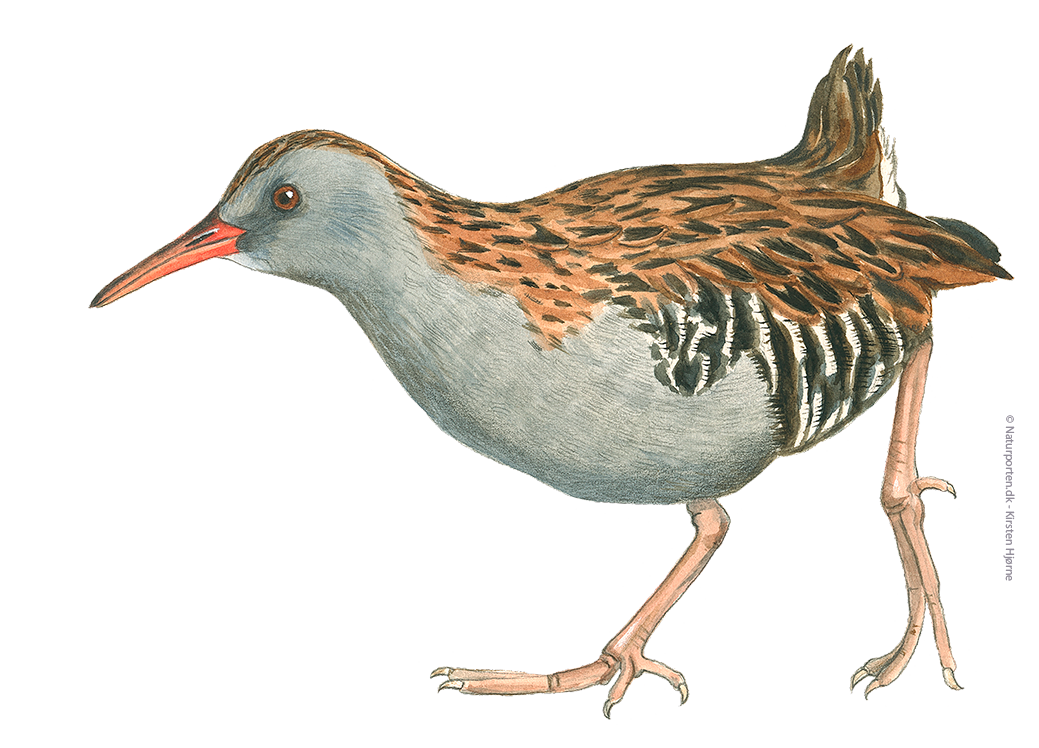 Vandrikse © Naturporten - Kirsten Hjørne