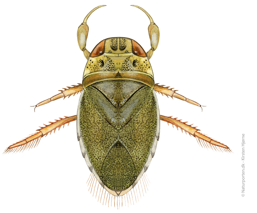 Vandrøver © Naturporten - Kirsten Hjørne