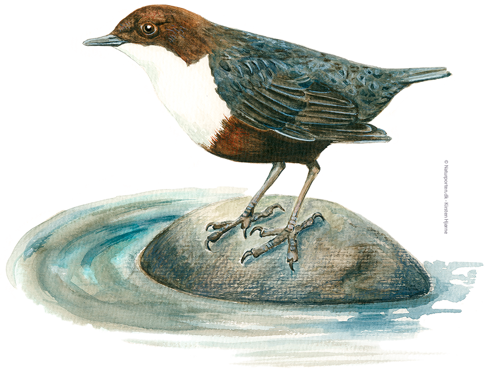 Vandstær © Naturporten - Kirsten Hjørne