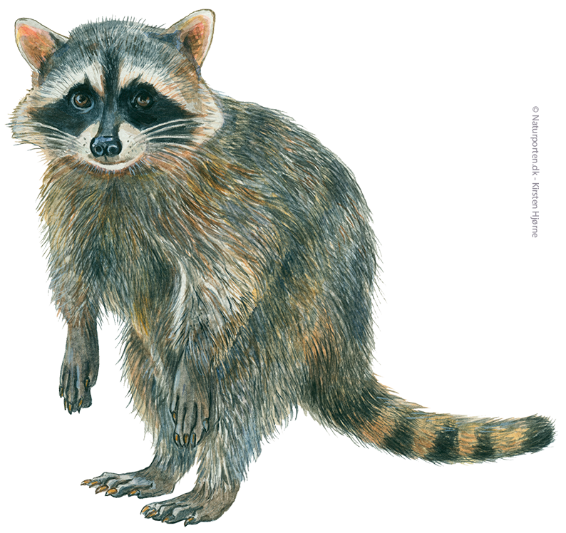 Vaskebjørn © Naturporten - Kirsten Hjørne