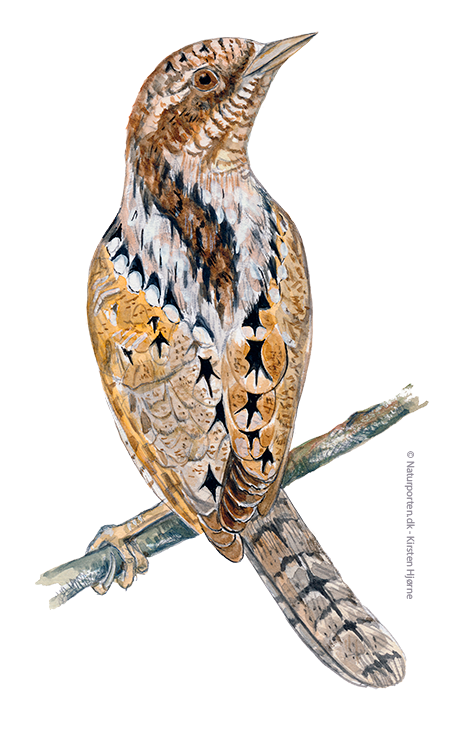 Vendehals © Naturporten - Kirsten Hjørne