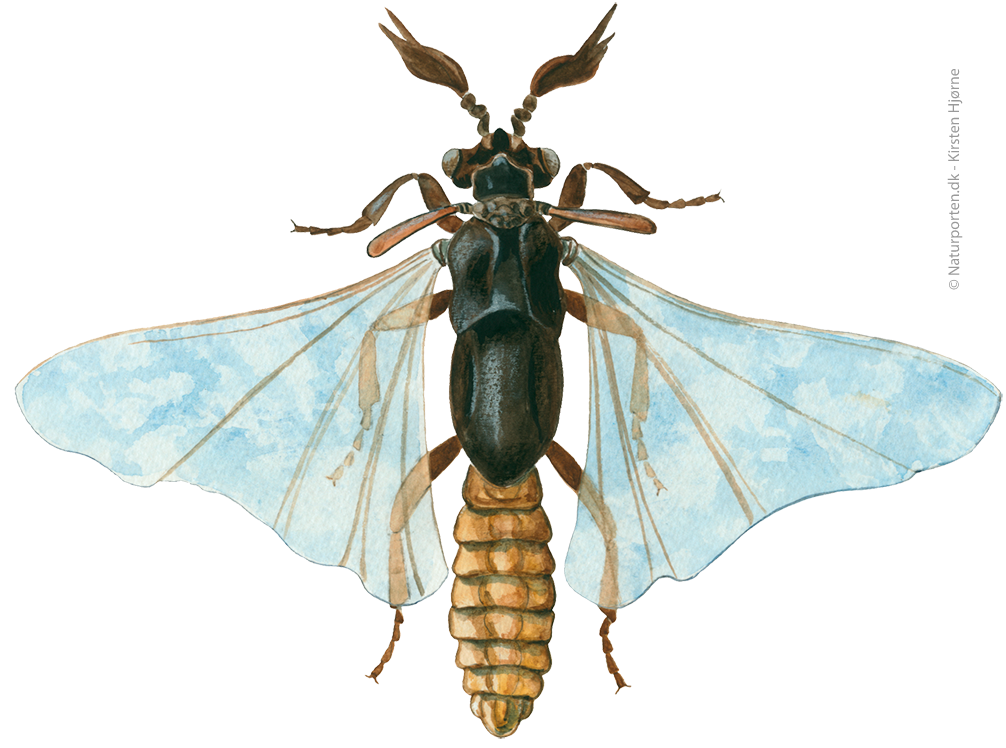 Viftevinge © Naturporten - Kirsten Hjørne