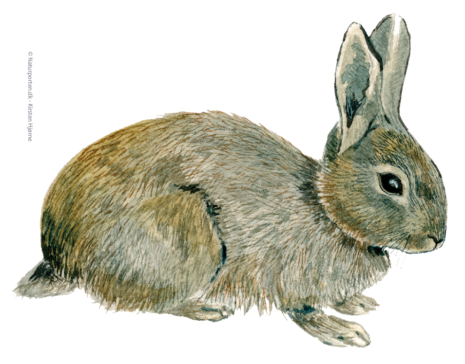 Vildkanin © Naturporten - Kirsten Hjørne