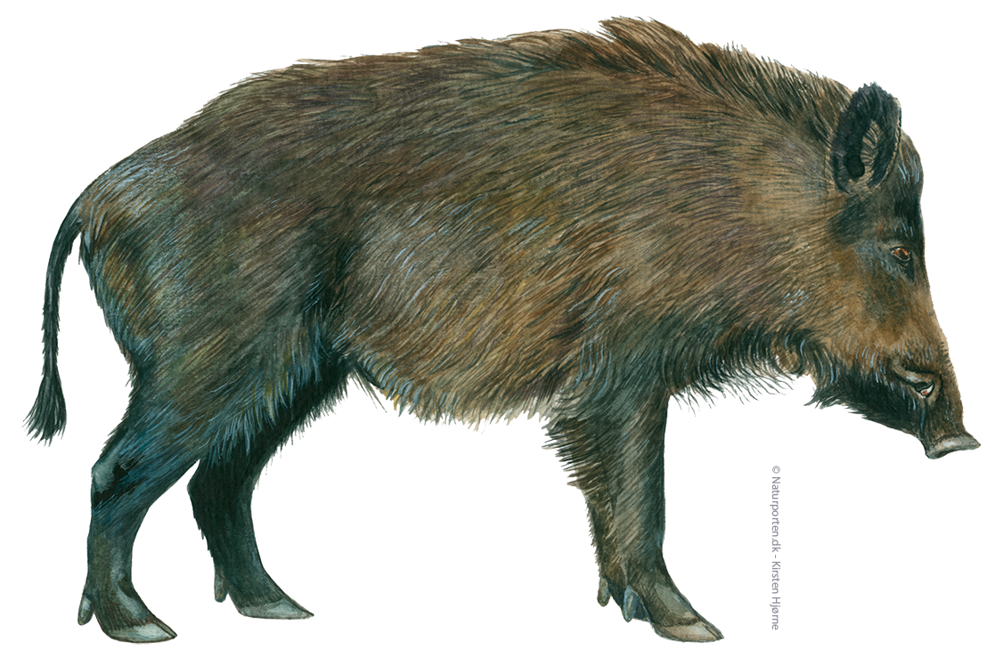 Vildsvin © Naturporten - Kirsten Hjørne