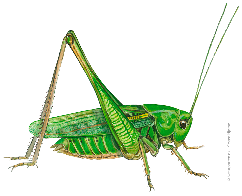 Vortebider © Naturporten - Kirsten Hjørne