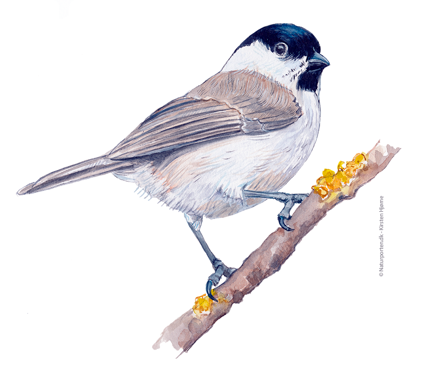 Fyrremejse © Naturporten - Kirsten Hjørne