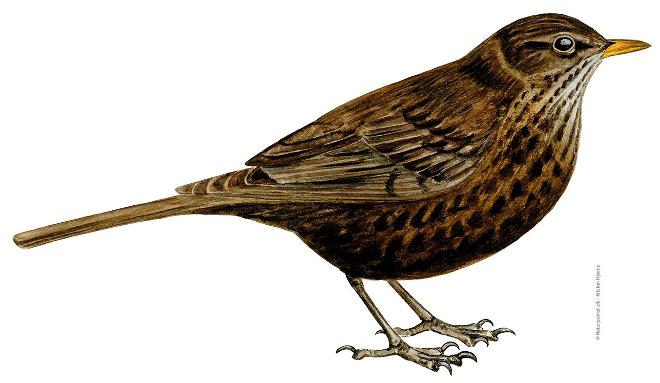 Solsort hun © Naturporten - Kirsten Hjørne