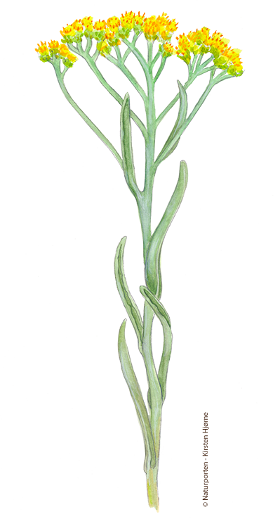 Gul evighedsblomst © Naturporten - Kirsten Hjørne