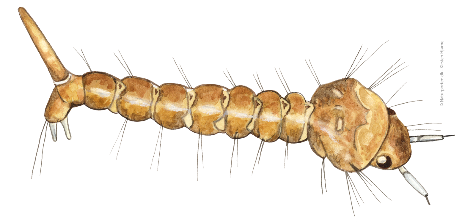 Stikmyg larve © Kirsten Hjørne