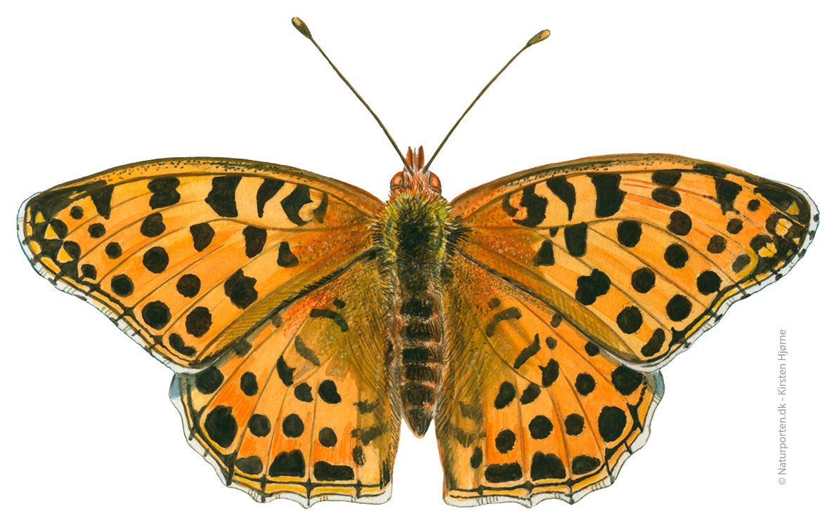 Storplettet perlemorsommerfugl © Naturporten - Kirsten Hjørne