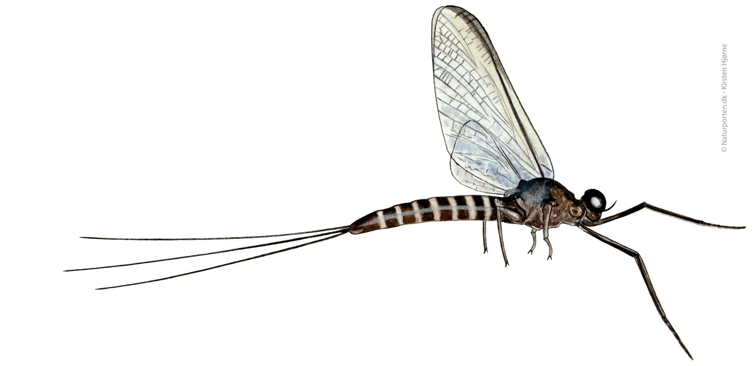 Blækspruttebrun døgnflue © Kirsten Hjørne - Naturporten