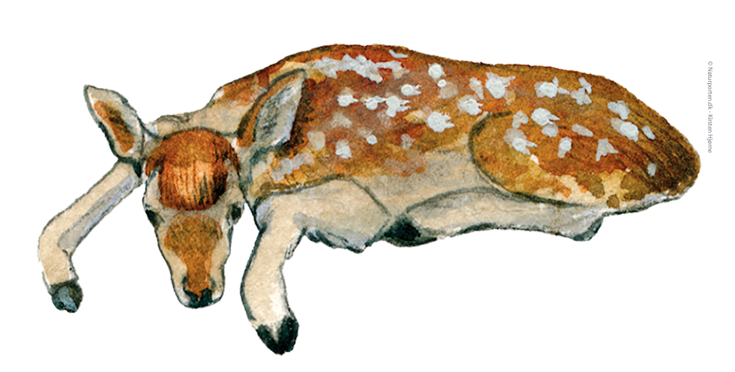 Krondyr lam © Naturporten - Kirsten Hjørne