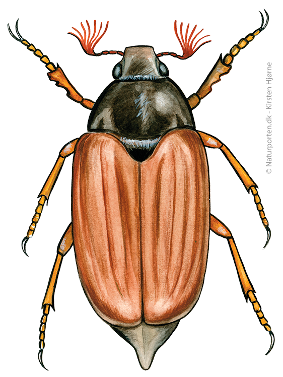 Oldenborre © Naturporten - Kirsten Hjørne