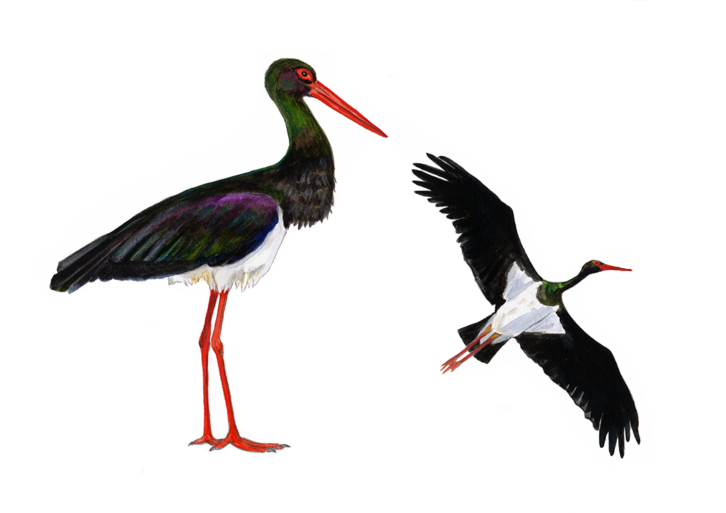 Sort stork © Naturporten - Kirsten Hjørne