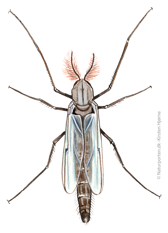 Dansemyg  © Naturporten - Kirsten Hjørne