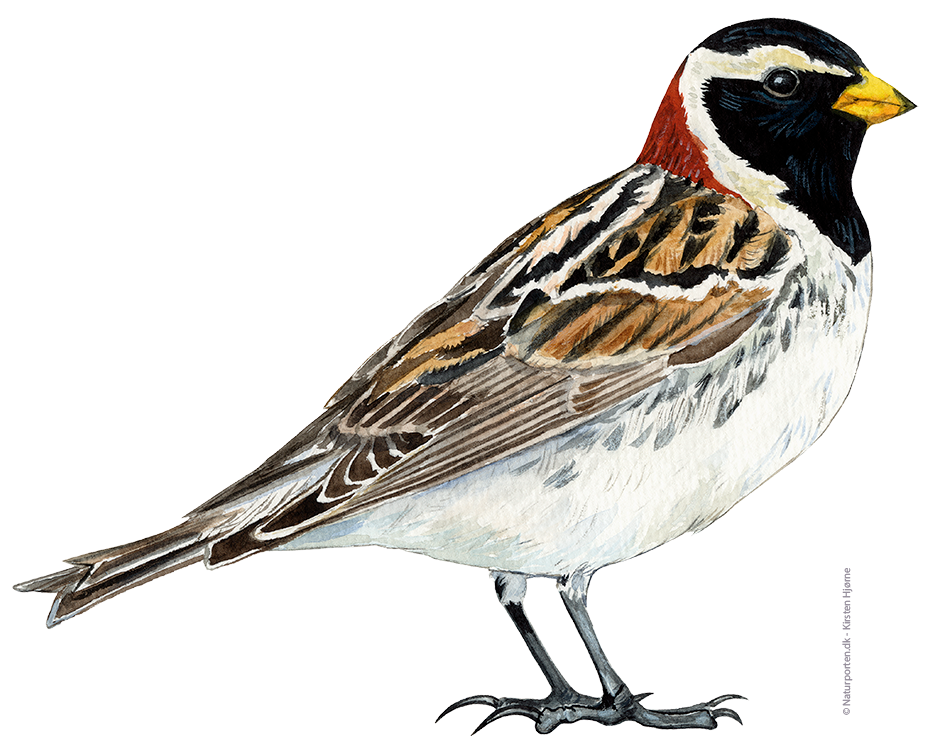 Lapværling han © Naturporten - Kirsten Hjørne