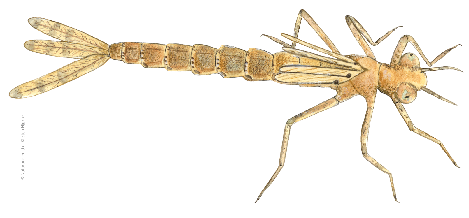 Rødøjet vandnymfe larve © Naturporten - Kirsten Hjørne