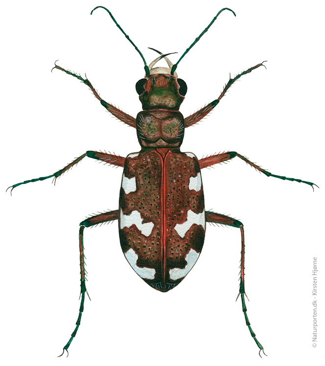 Brun sandspringer © Kirsten Hjørne I Tekst © Jørgen Steen