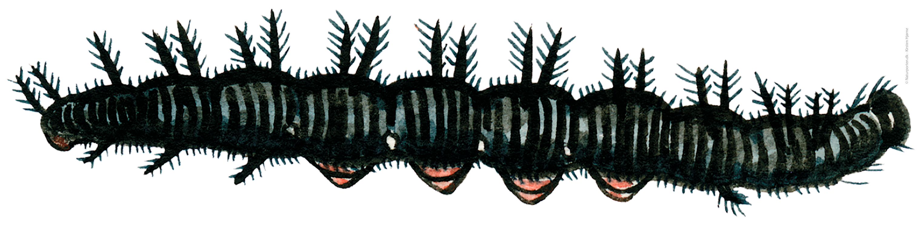 Dagpåfugleøje larve  © Naturporten - Kirsten Hjørne