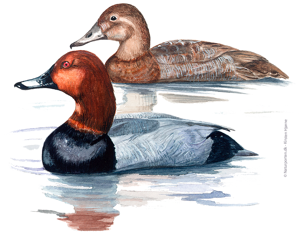 Taffeland © Naturporten - Kirsten Hjørne