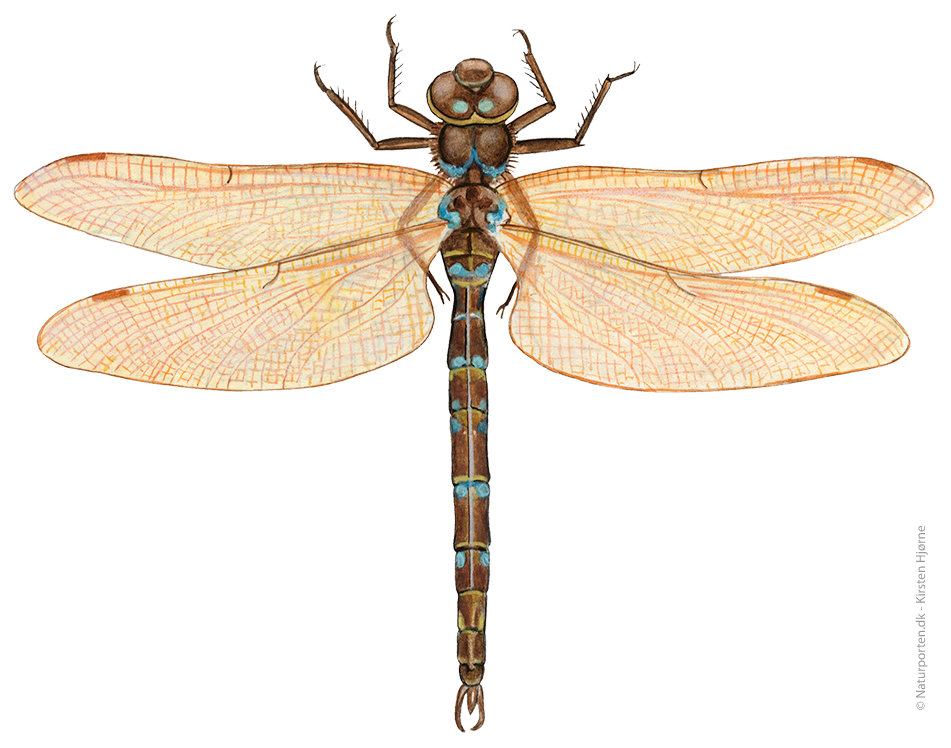 Brun mosaikguldsmed  © Naturporten - Kirsten Hjørne