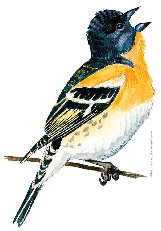 Kvækerfinke han © Naturporten - Kirsten Hjørne
