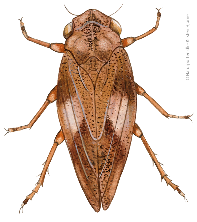 Skumcikade © Naturporten - Kirsten Hjørne