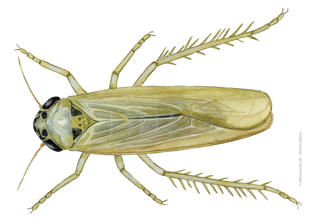 Grøn bladspringer  © Naturporten - Kirsten Hjørne