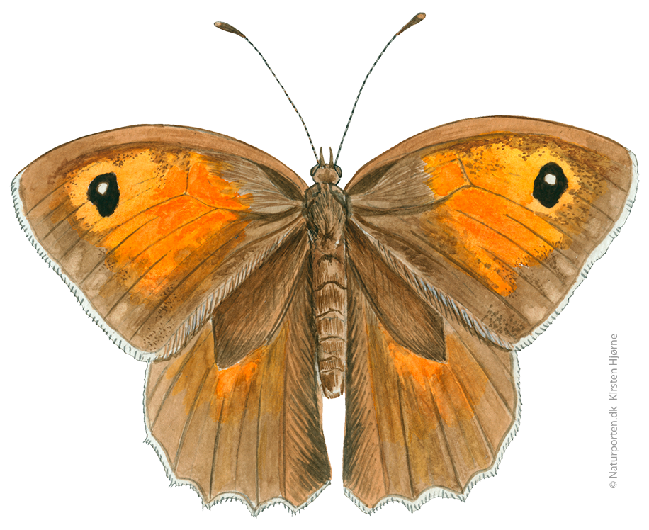 Græsrandøje  © Naturporten - Kirsten Hjørne