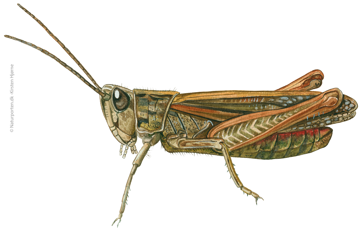 Markgræshoppe © Naturporten - Kirsten Hjørne