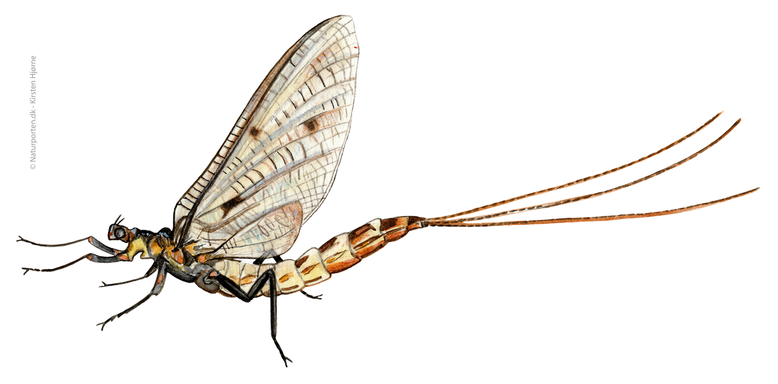 Stor døgnflue © Naturporten - Kirsten Hjørne