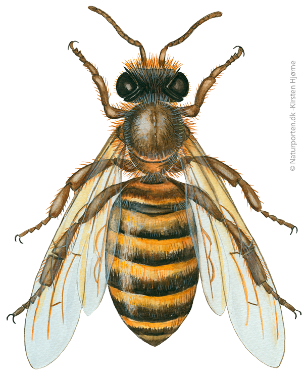 Honningbi  © Naturporten - Kirsten Hjørne