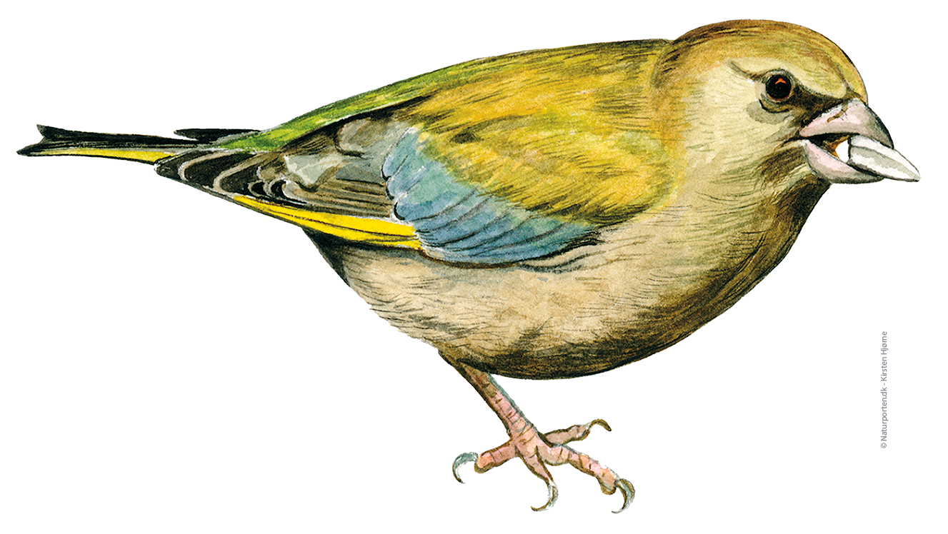 Grønirisk hun © Naturporten - Kirsten Hjørne