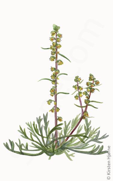 Arktisk bynke - © Naturporten - Kirsten Hjørne