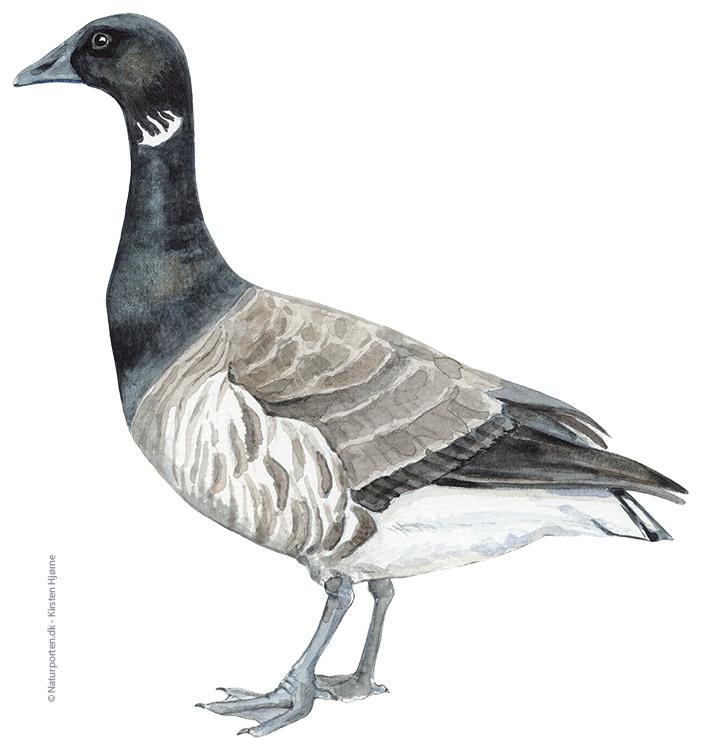 Knortegås © Naturporten - Kirsten Hjørne