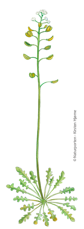 Flipkrave © Naturporten - Kirsten Hjørne
