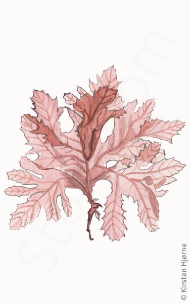 Bugtet ribbeblad © Naturporten - Kirsten Hjørne