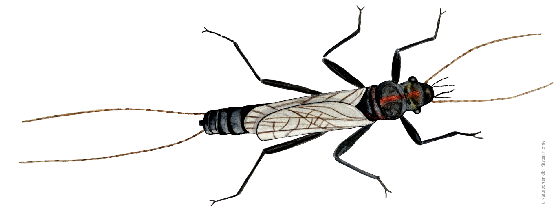 Slørvinge han © Naturporten - Kirsten Hjørne