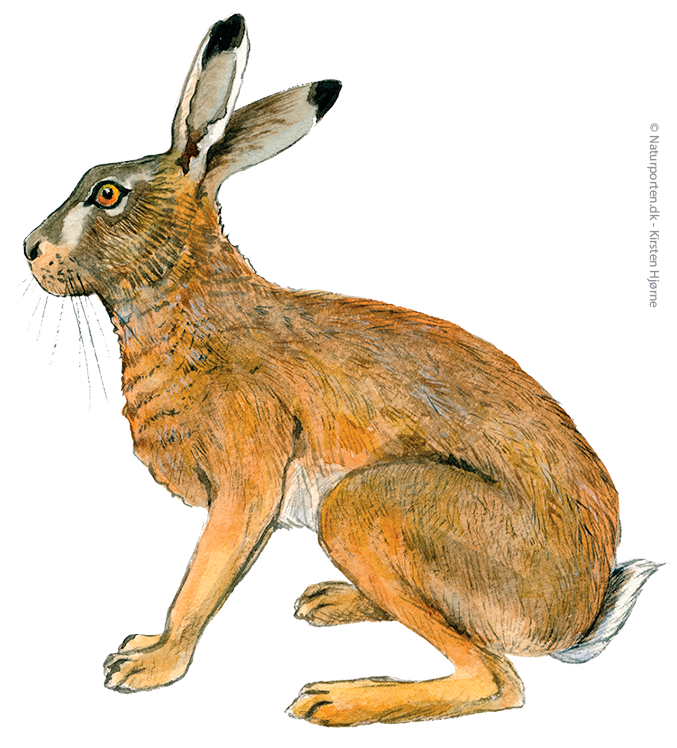 Hare © Naturporten - Kirsten Hjørne