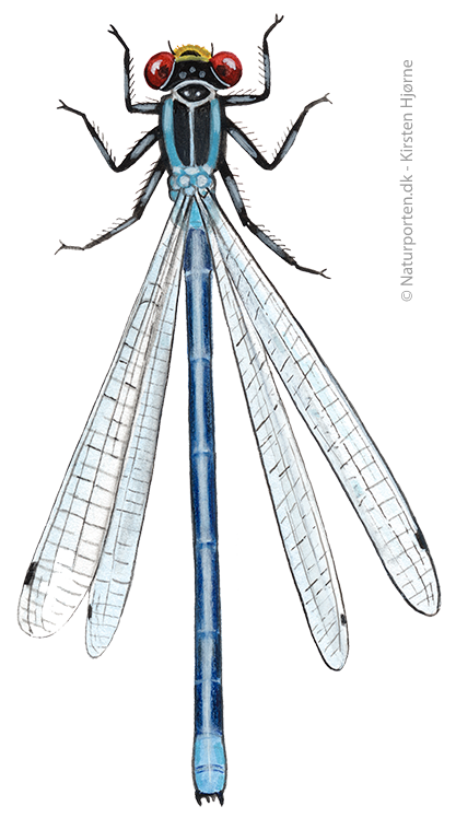 Rødøjet vandnymfe © Naturporten - Kirsten Hjørne