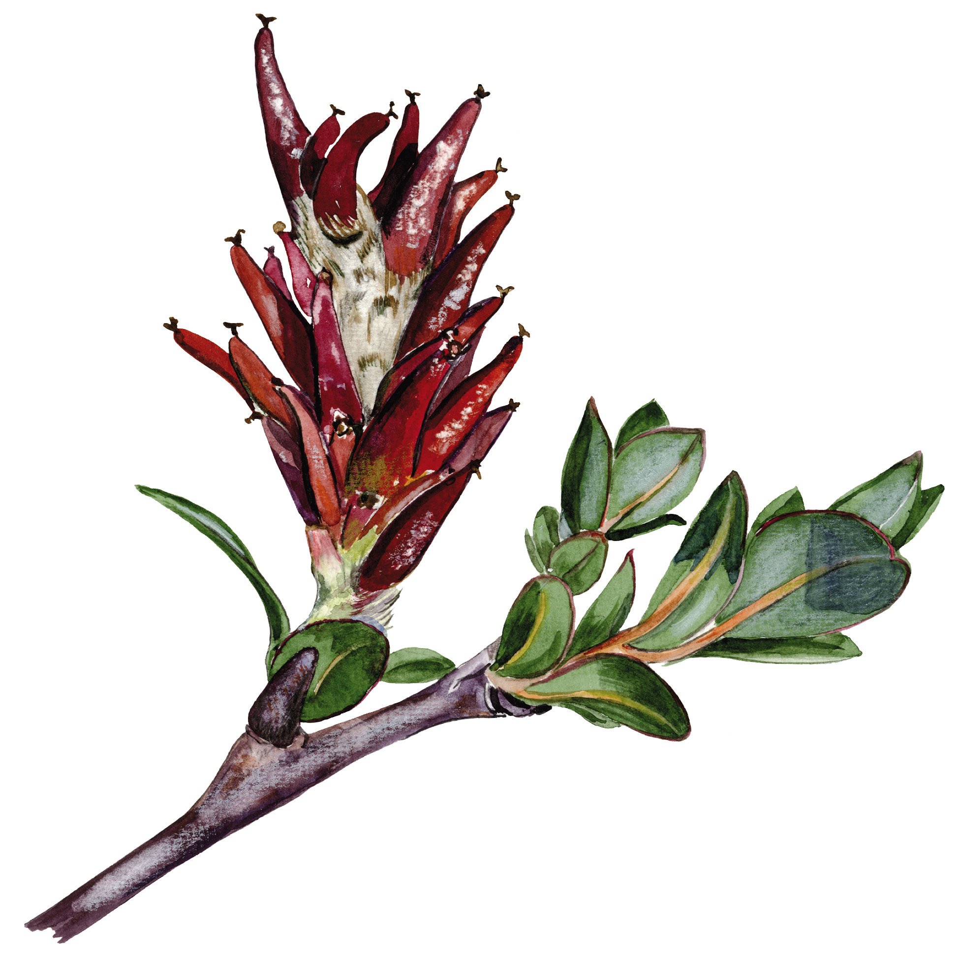 Krybende pil © Naturporten - Kirsten Hjørne