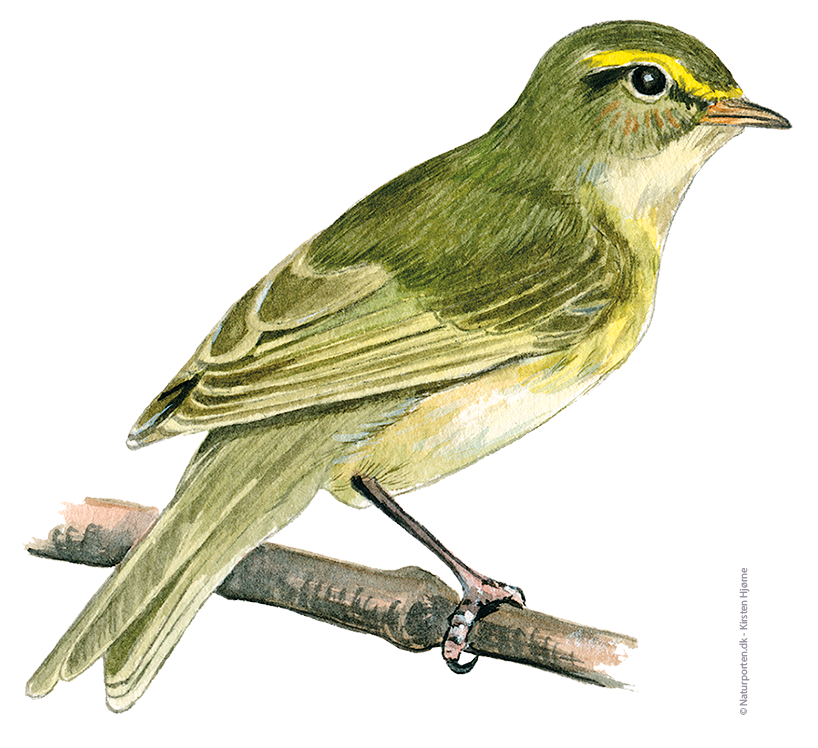 Løvsanger © Naturporten - Kirsten Hjørne