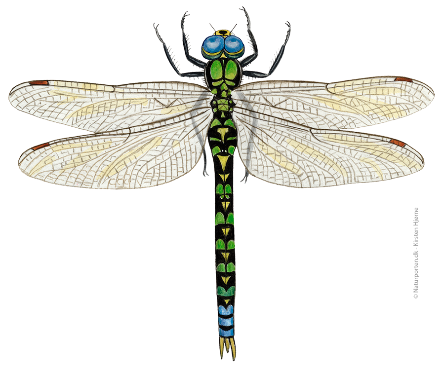 Blå mosaikguldsmed © Naturporten - Kirsten Hjørne