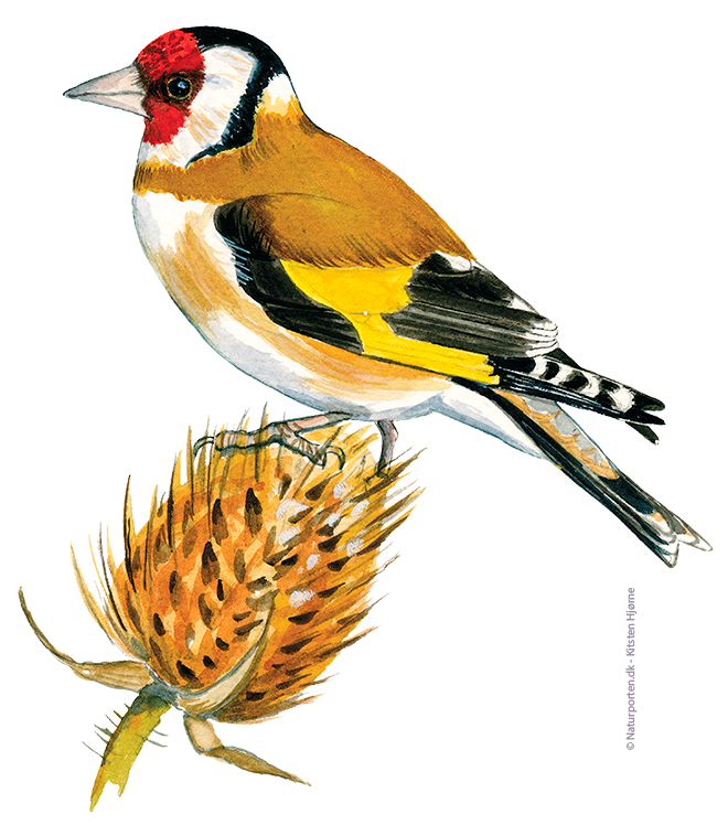 Stillids © Naturporten - Kirsten Hjørne