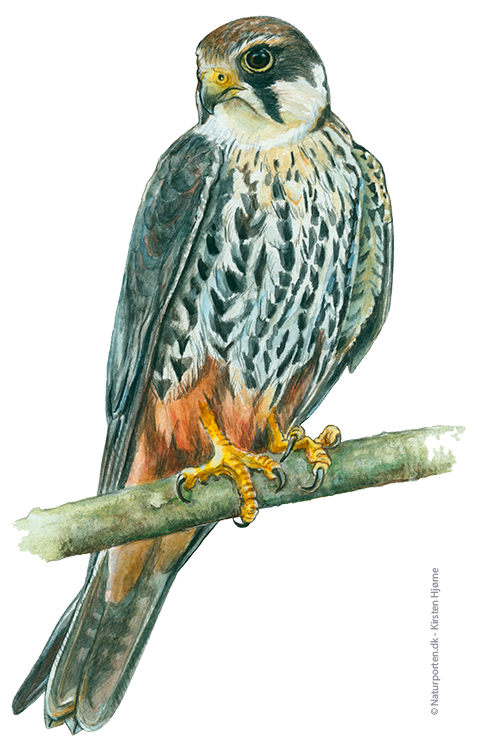 Lærkefalk © Naturporten - Kirsten Hjørne