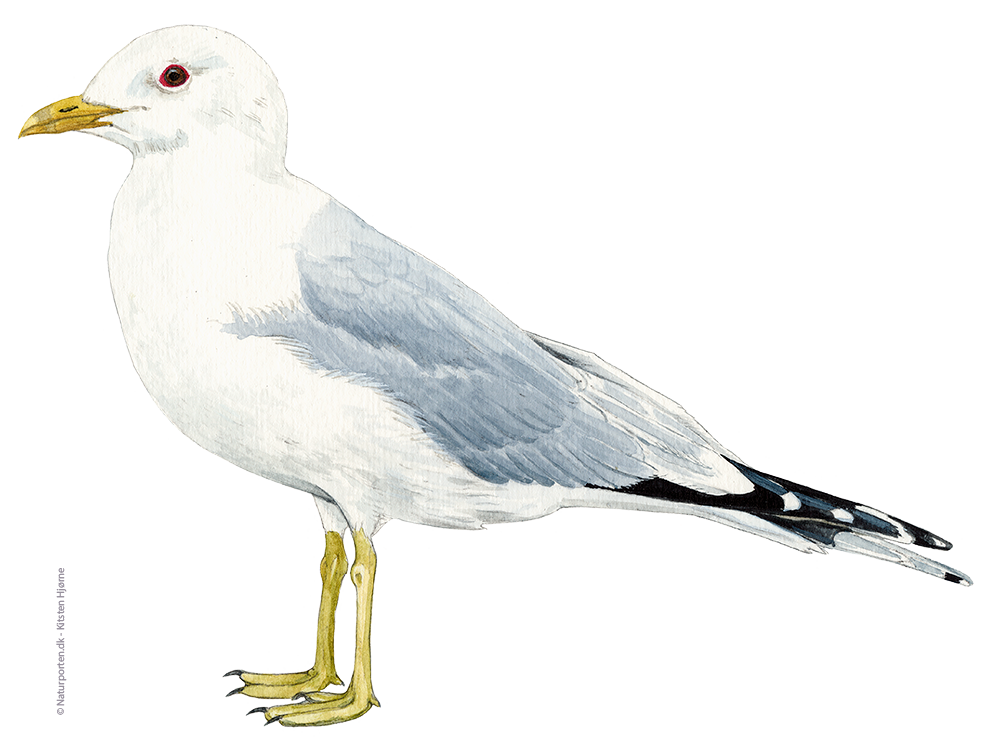 Stormmåge © Naturporten - Kirsten Hjørne