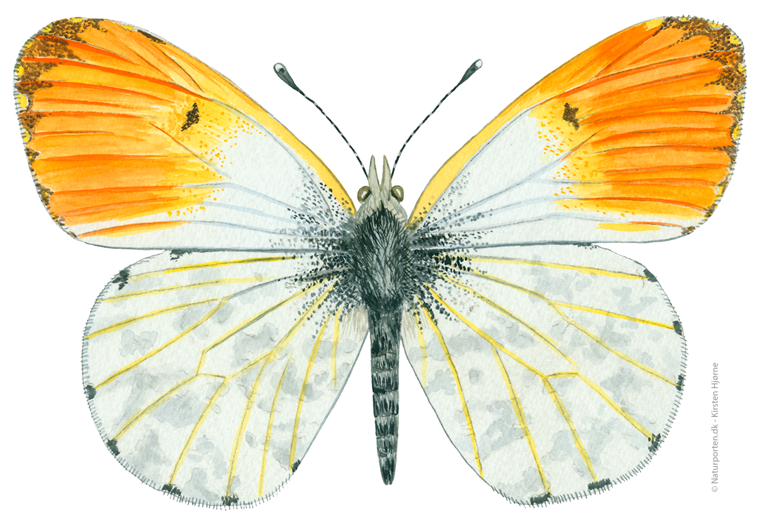 Aurora © Naturporten - Kirsten Hjørne