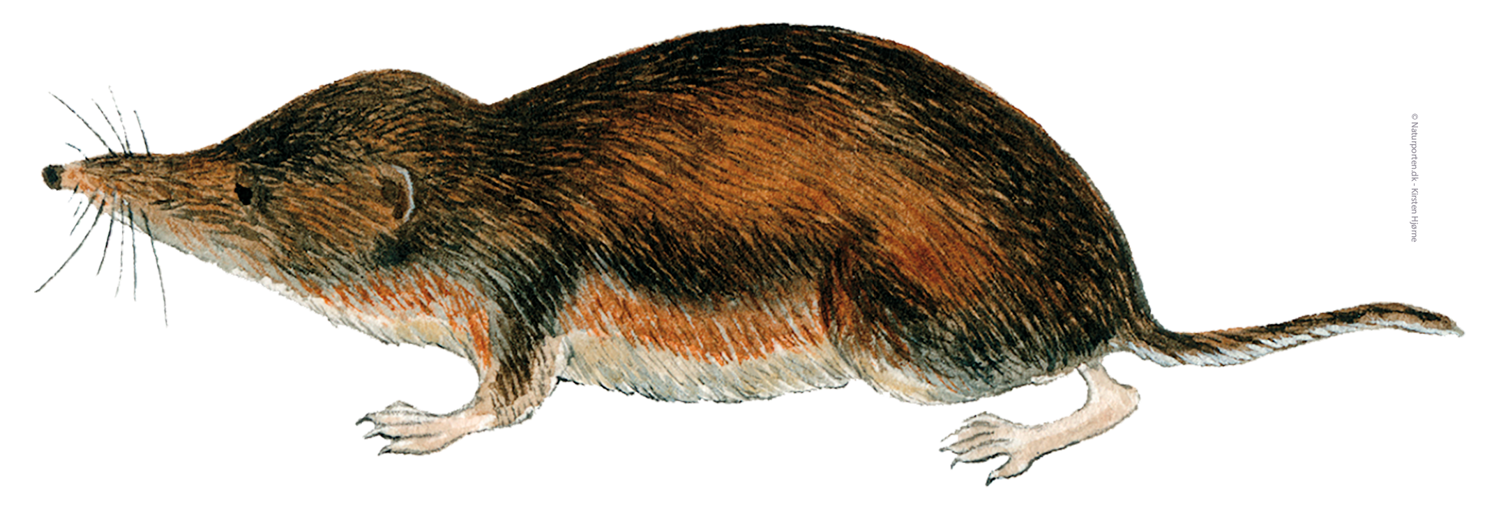 Almindelig spidsmus © Naturporten - Kirsten Hjørne